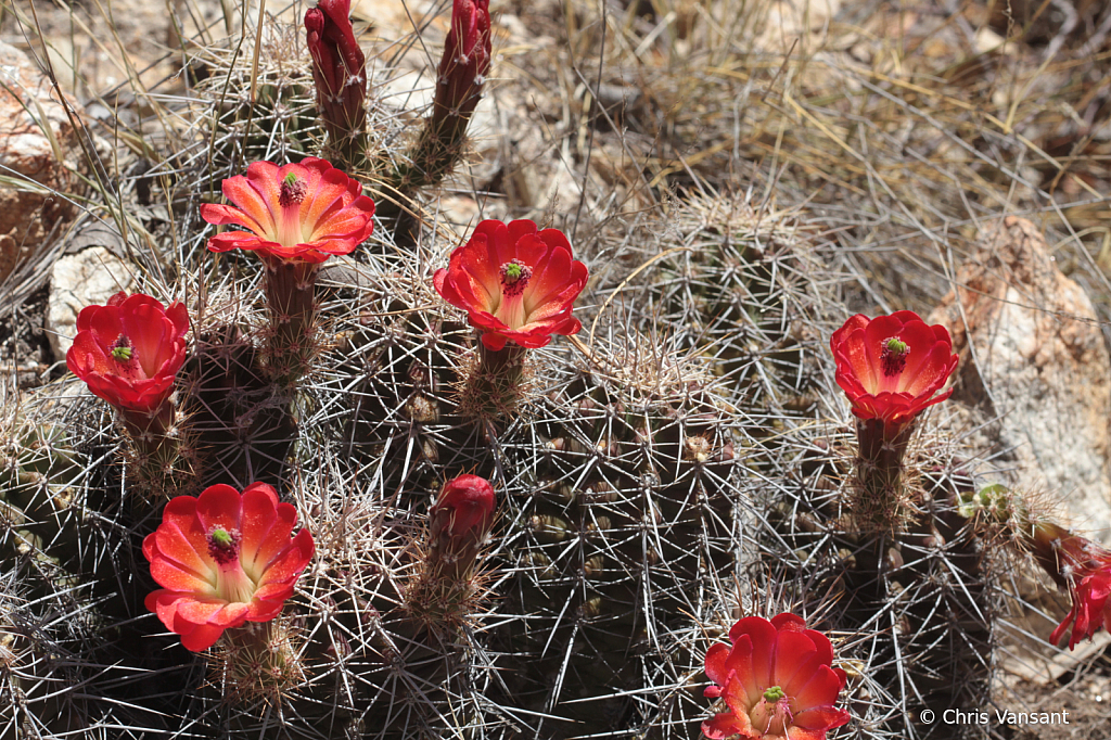 20180520_0358 Scarlet Hedgehog cactus, Mt. Lemmon - ID: 15774321 © Chris Vansant