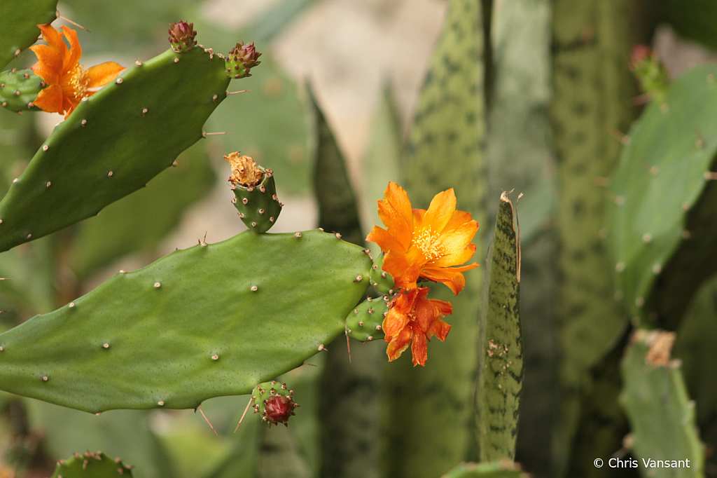 20180615_0765 Prickly Pear cactus - ID: 15774331 © Chris Vansant