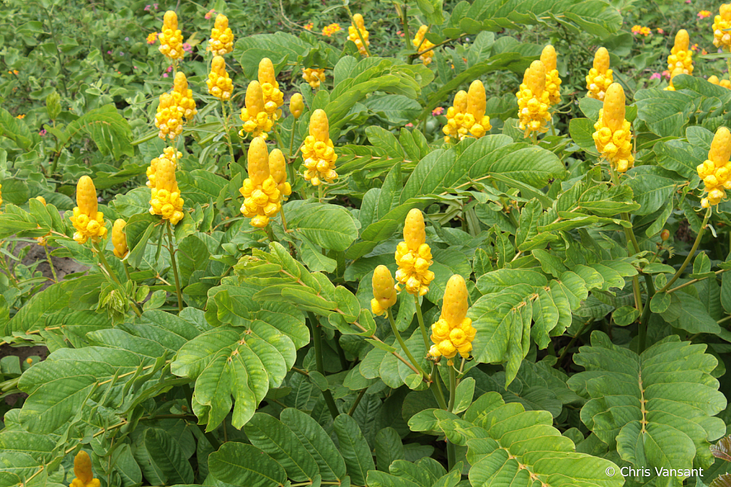 20180615_0753 Candlestick Cassia, Puerto Moreno - ID: 15774332 © Chris Vansant