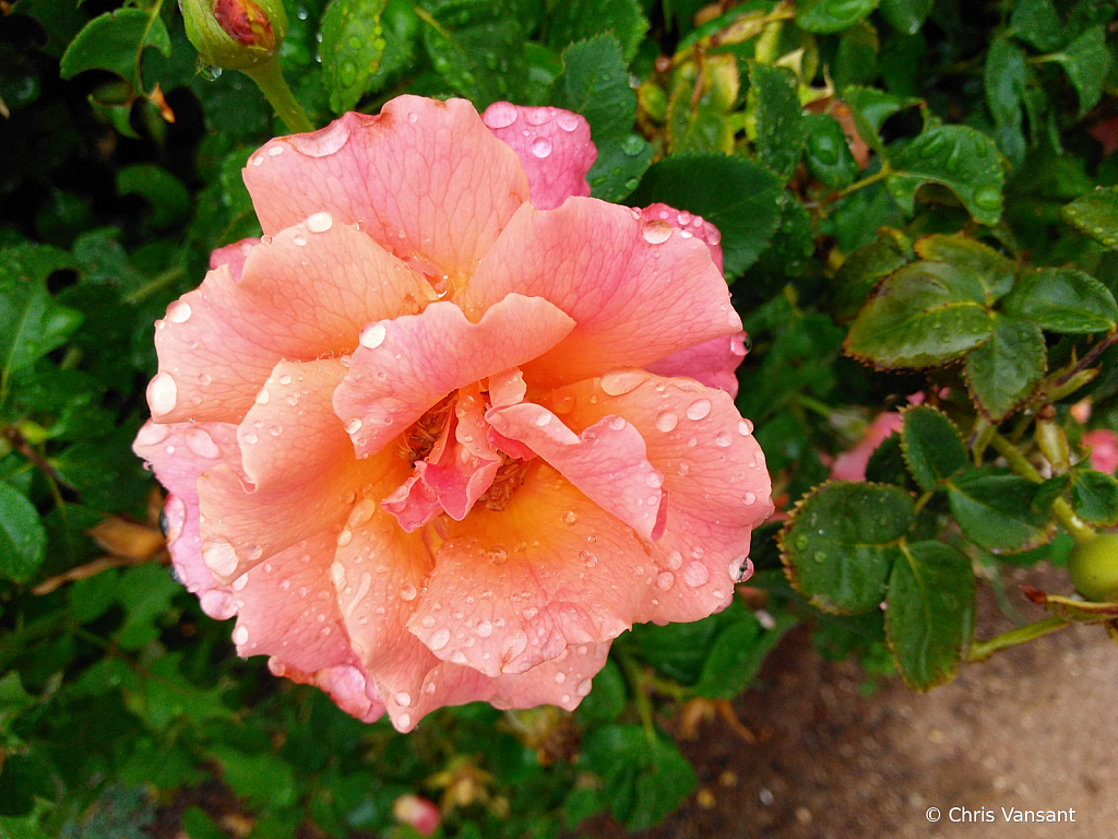 20180715_113709159 Rose, Reid Park - Tucson, AZ - ID: 15774369 © Chris Vansant