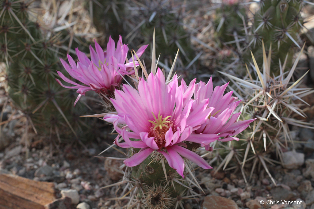 20180818_2321 Cactus flower - Tucson, AZ - ID: 15774374 © Chris Vansant