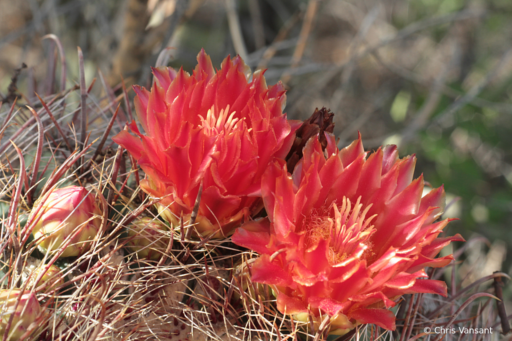 20180818_2344 Cactus flower - Tucson, AZ - ID: 15774375 © Chris Vansant