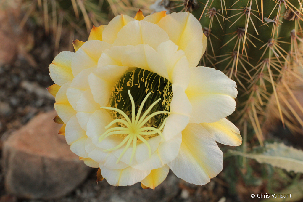 20180818_2345 White and yellow Cactus flower - ID: 15774376 © Chris Vansant