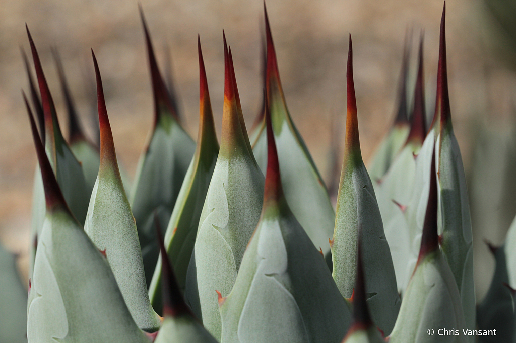 20181021_3491 Black Spine Agave - Tucson, AZ - ID: 15774423 © Chris Vansant