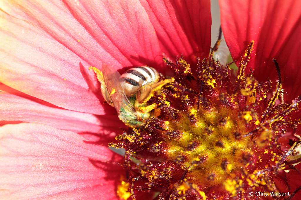 20181021_3455 Indian Blanketflower - Tucson, AZ - ID: 15774424 © Chris Vansant
