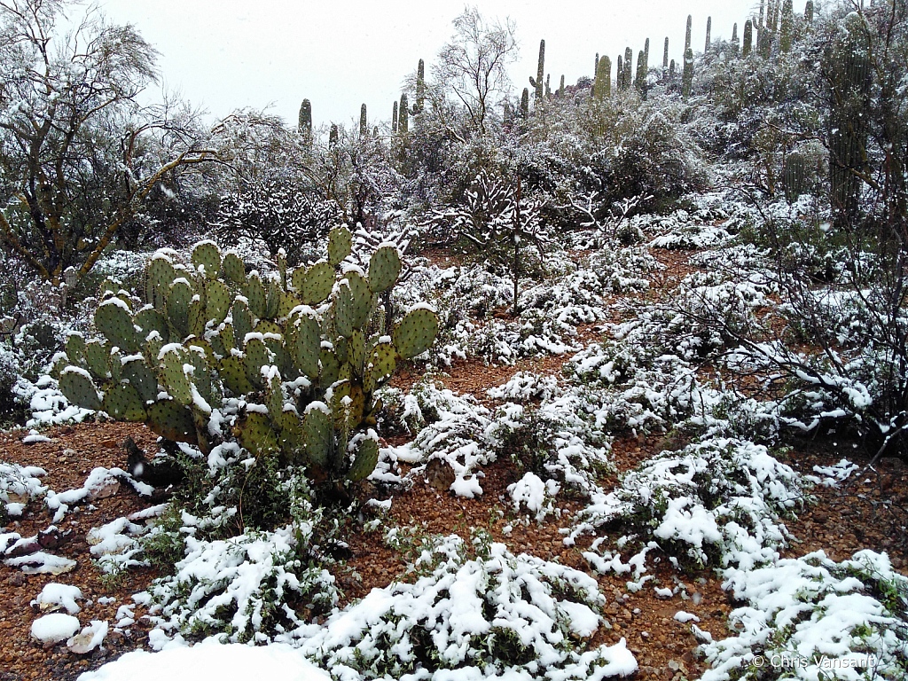 20190222_125700396 Snow - Tucson, AZ - ID: 15774474 © Chris Vansant