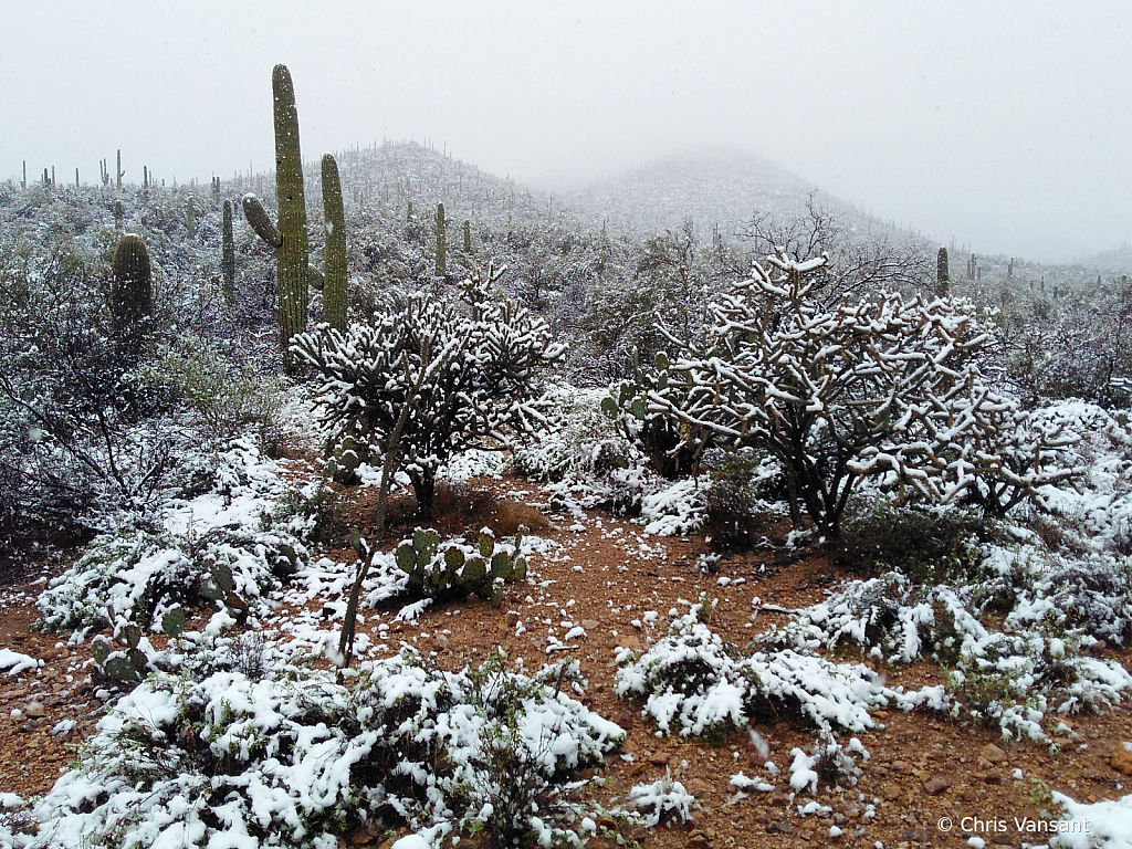 20190222_125728711 Snow - Tucson, AZ - ID: 15774476 © Chris Vansant