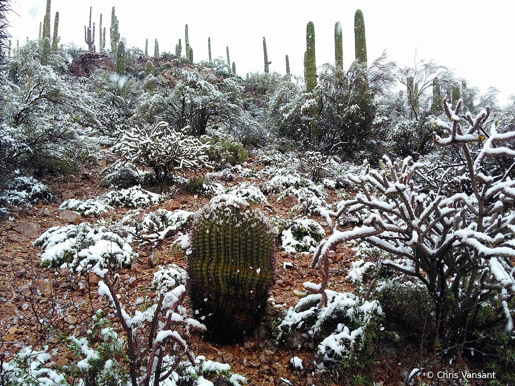 20190222_125825215 Snow - Tucson, AZ - ID: 15774477 © Chris Vansant