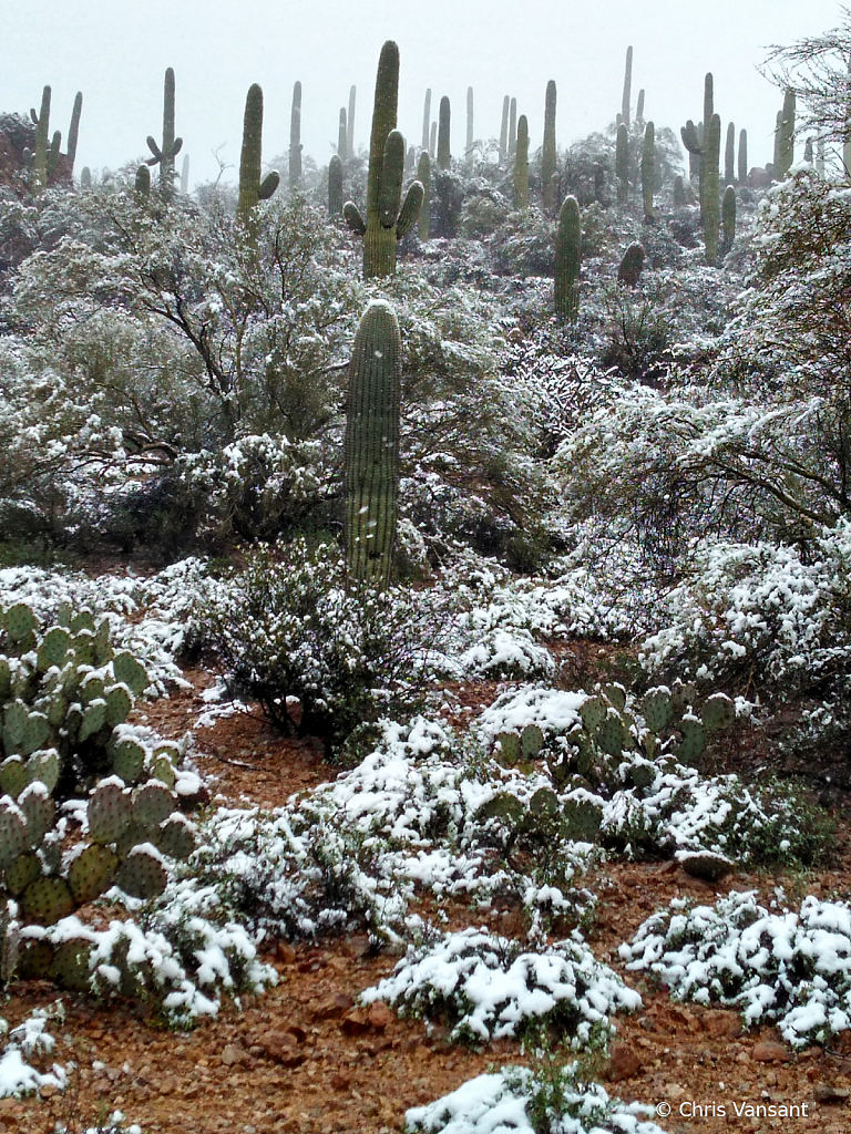20190222_131448845_HDR Snow - Tucson, AZ - ID: 15774481 © Chris Vansant