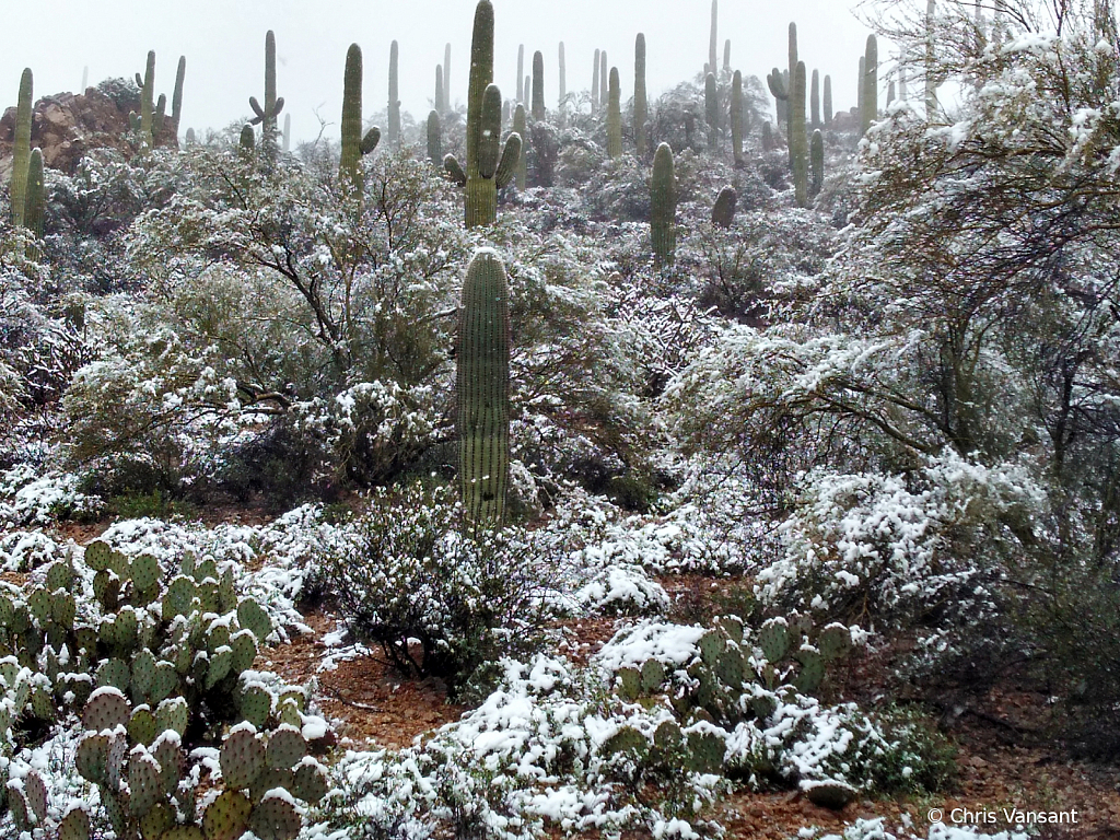 20190222_131503218_HDR Snow - Tucson, AZ - ID: 15774482 © Chris Vansant
