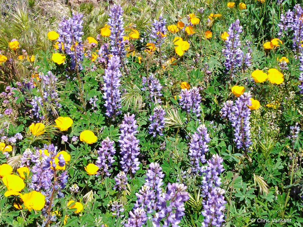 20190317_130024183 Lupin & Poppy - ID: 15774487 © Chris Vansant