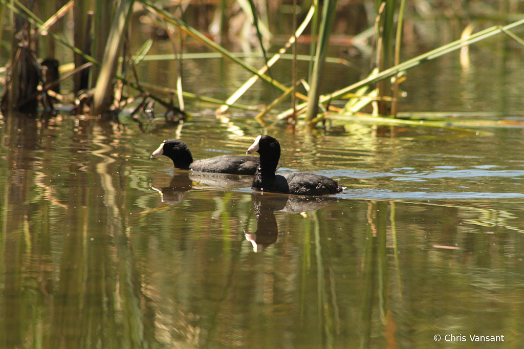 20190623_5115 American Coots - ID: 15774532 © Chris Vansant