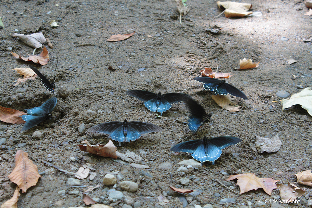 20190910_5739 Pipevine Swallowtail - ID: 15774556 © Chris Vansant