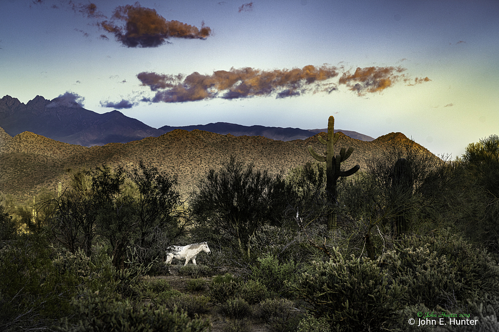 Wild Horse at Sunset, Superstition wilderness - ID: 15774254 © John E. Hunter