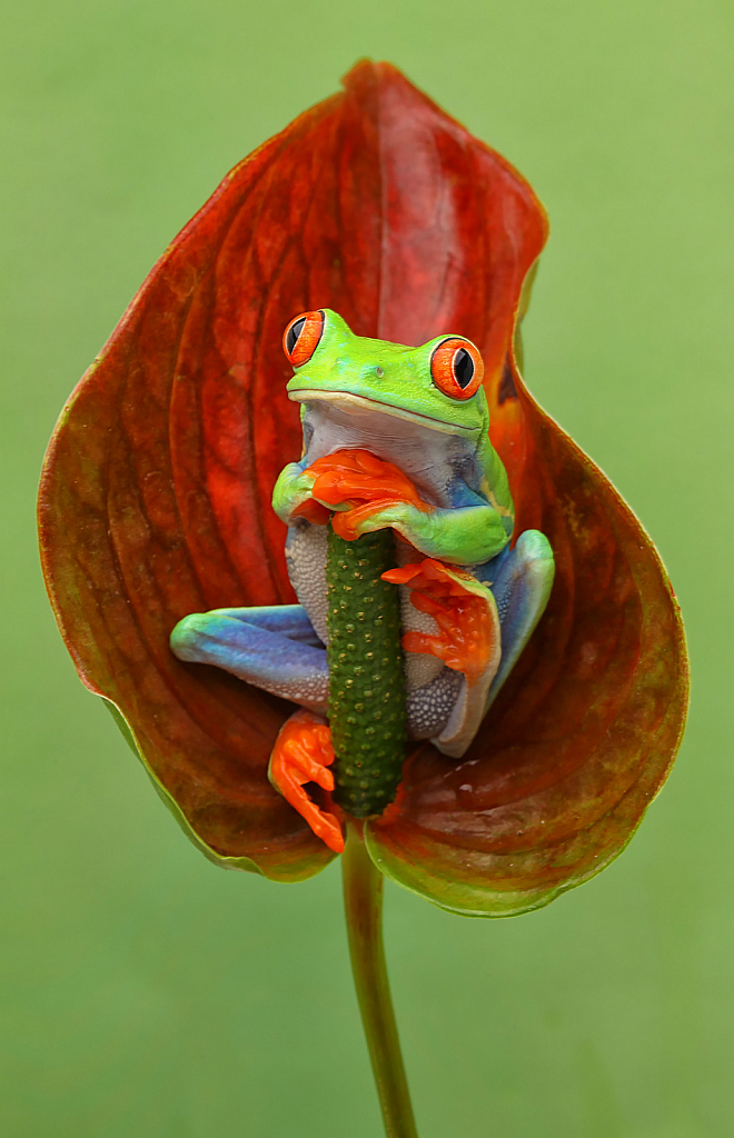 Red Eye in Leaf