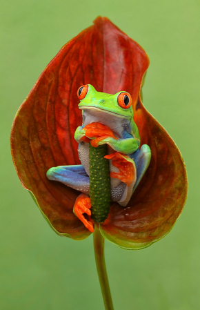 Red Eye in Leaf