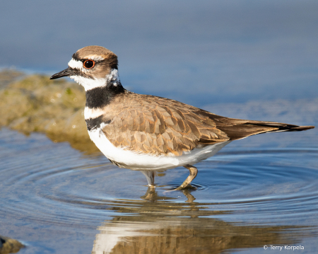 Killdeer