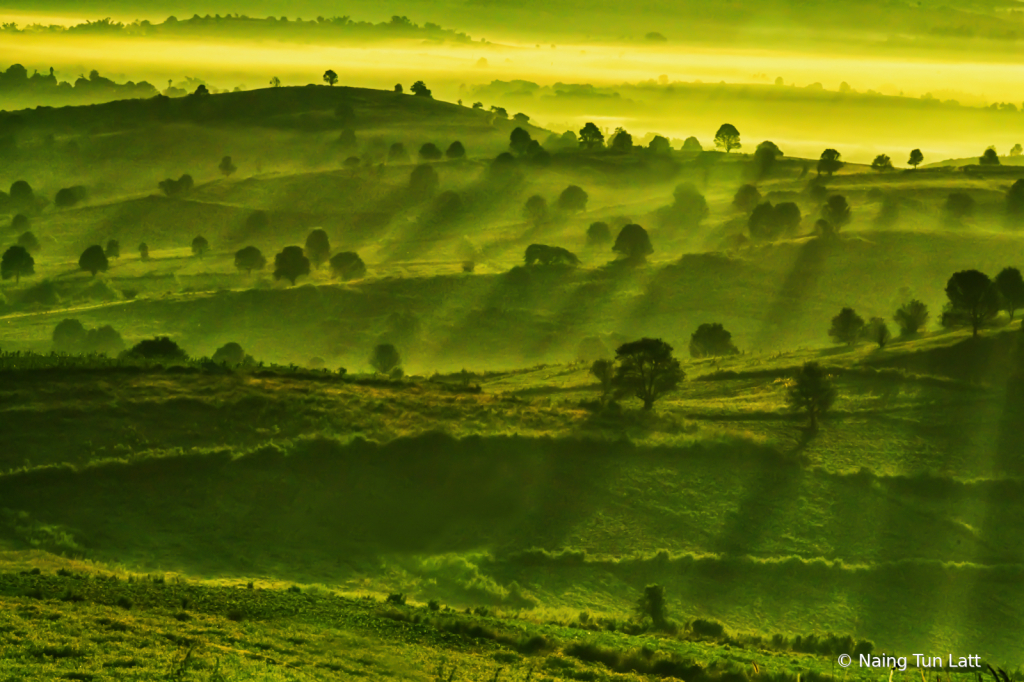 Green Misty Morning