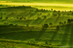 Green Misty Morni...