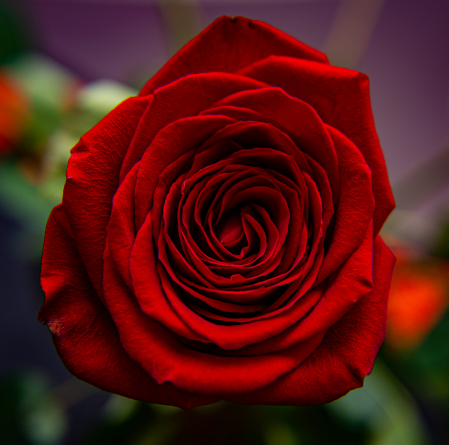 The red rose