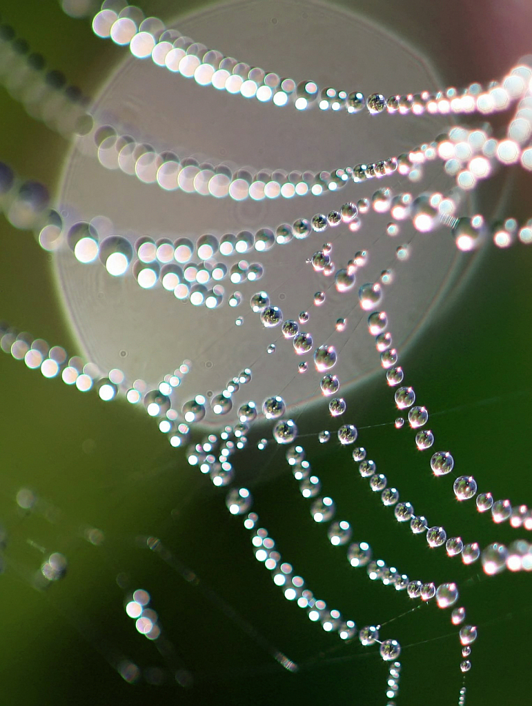 Web With Bokeh Background