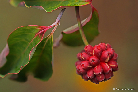 Dogwood Berries