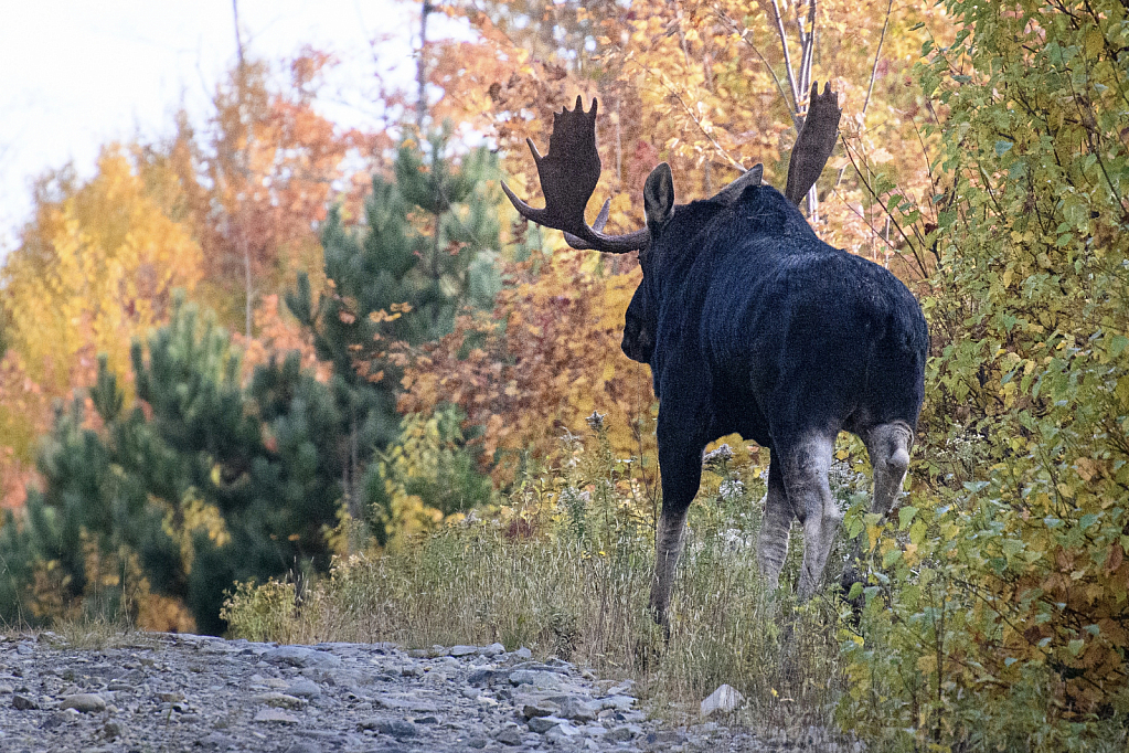 All Muscle - A beautiful Moose!