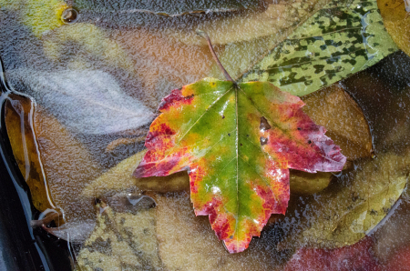 Leaf on Ice