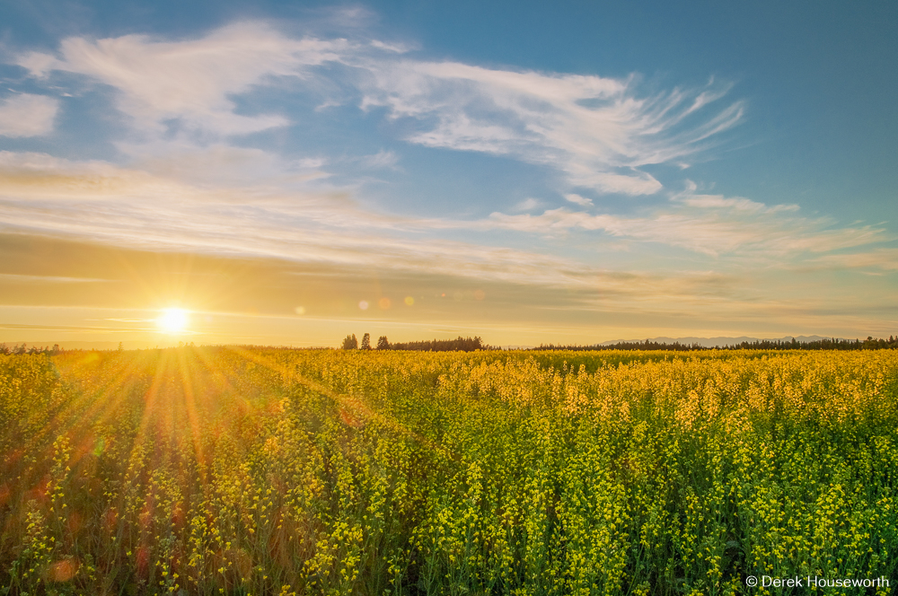 Canola Fields