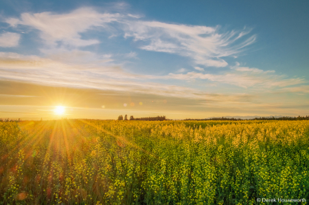 Canola Fields