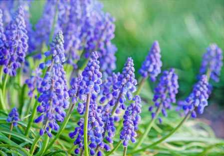 Grape Hyacinth