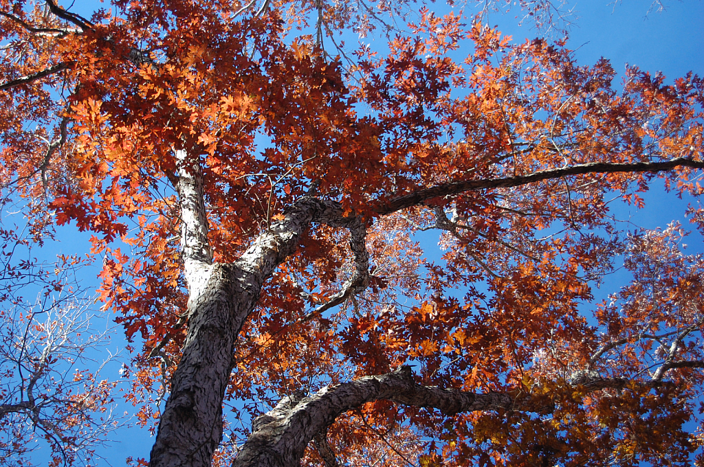 Oak Leaf Canopy