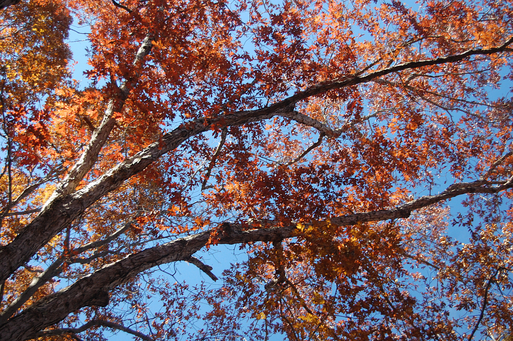 Oak in color