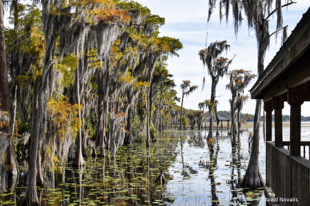 Fall in Lake Nona