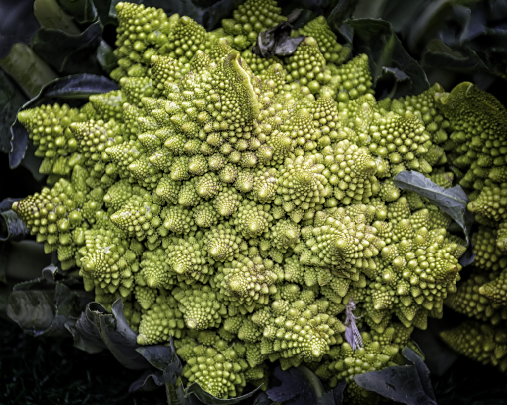 Fibonacci Food  7641