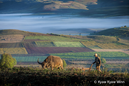 Color of Farmer