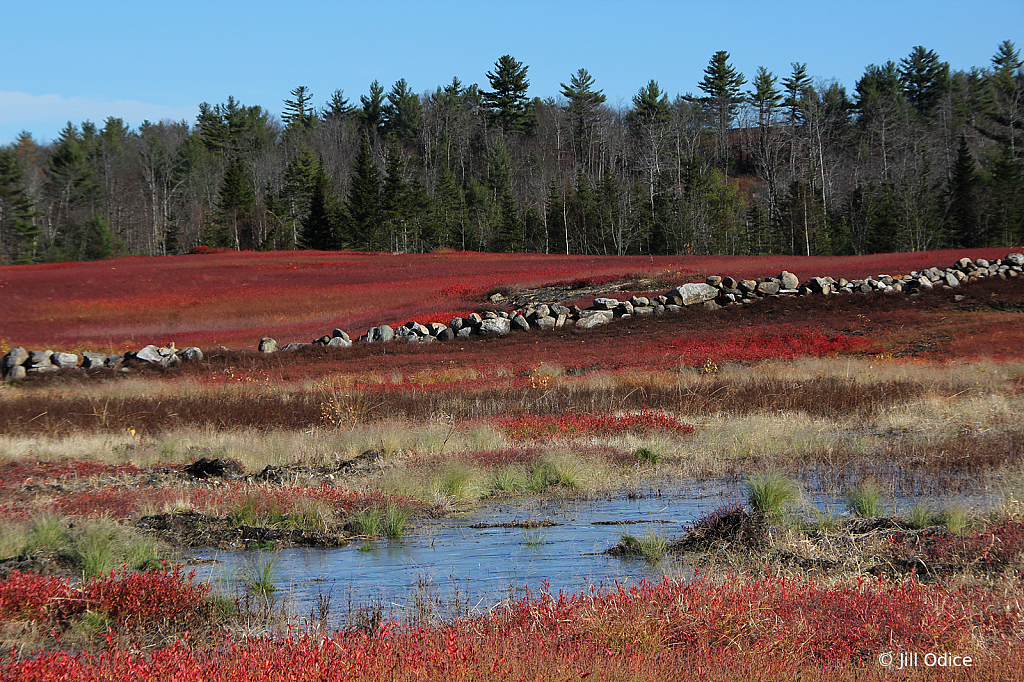 Blueberry Barrens