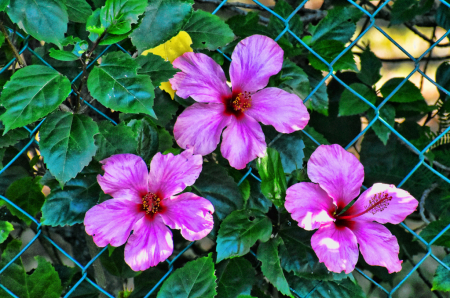 FLOWERS OVER THE FENCE