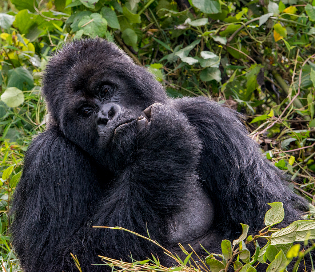 Silverback Scratching his Chin