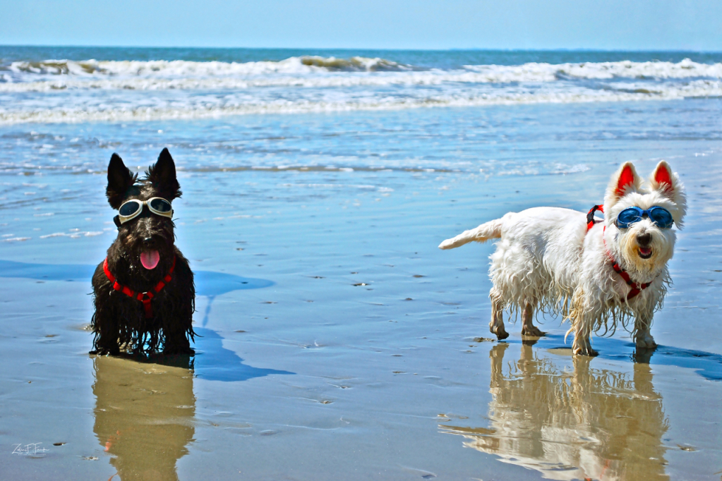 Beach Goggles