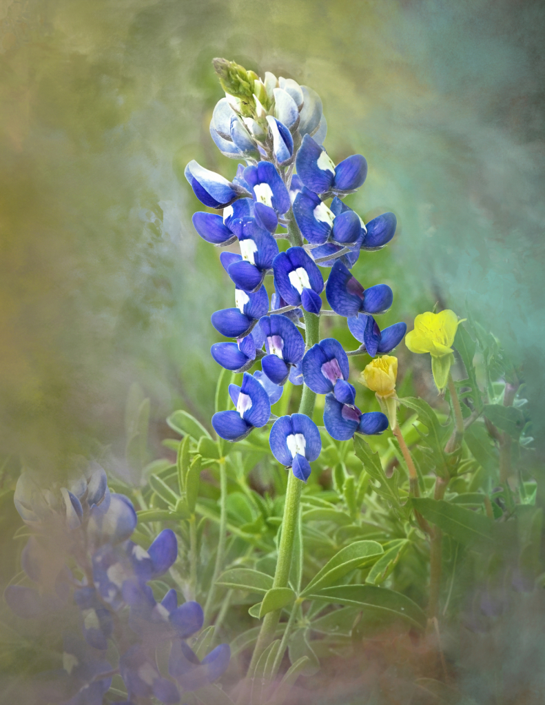 Bluebonnet Watercolors 