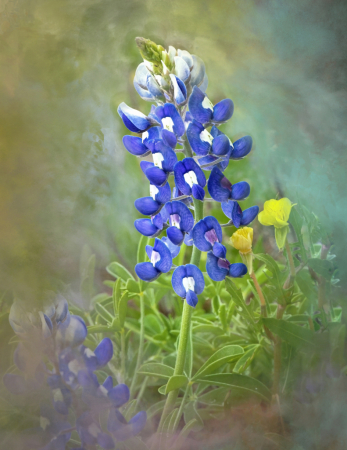 Bluebonnet Watercolors 