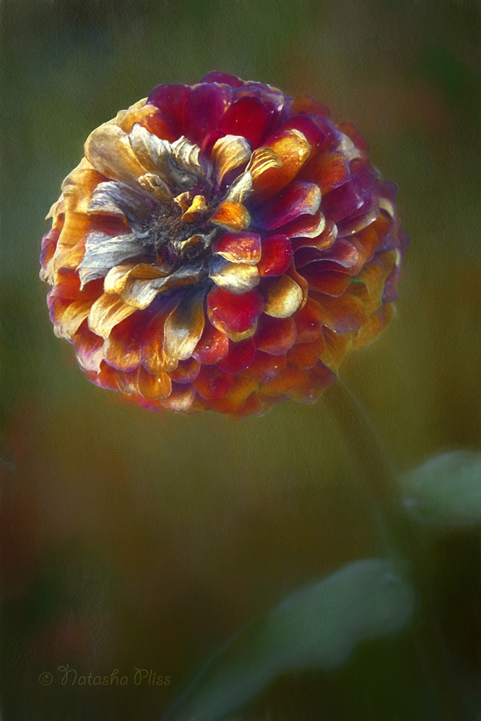 Last zinnia