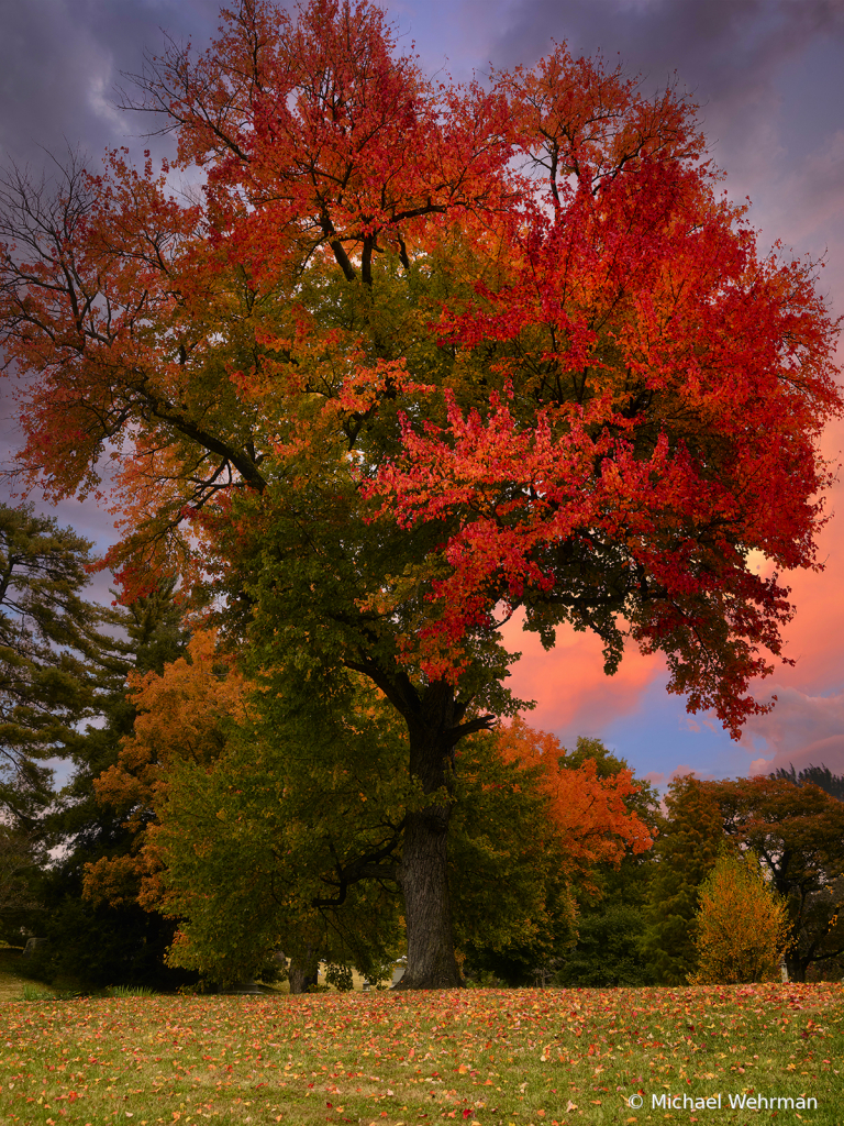 Tree and sky colors - ID: 15776946 © Michael Wehrman