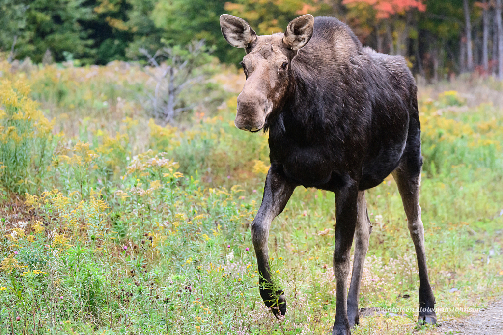 Curious Moose!