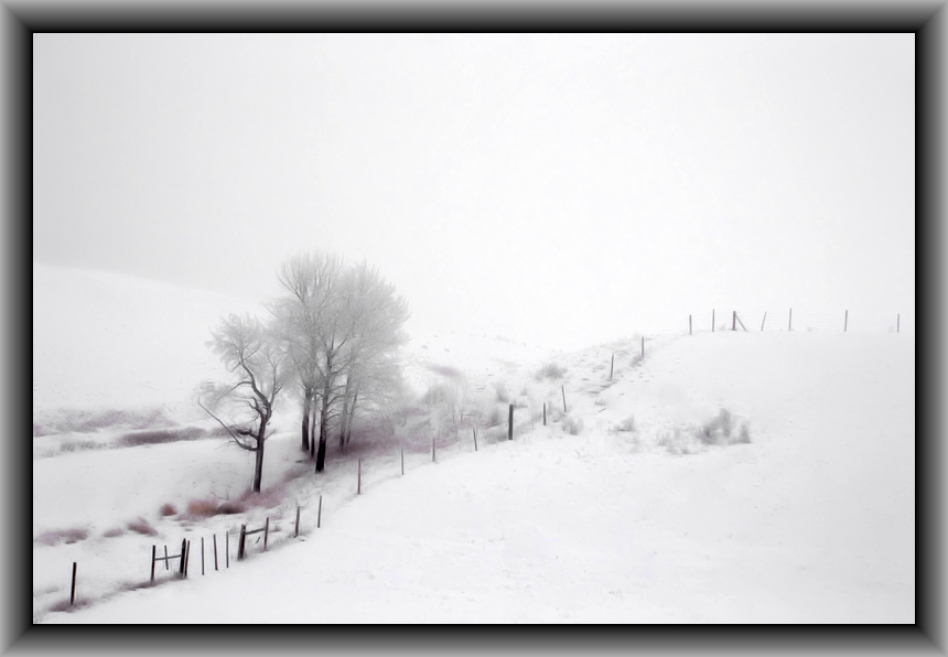 Misty and Snowy Morning 