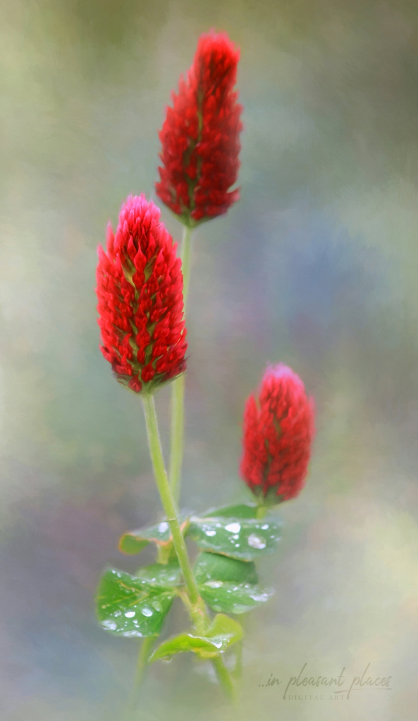 Red Clover