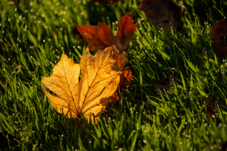 Leaf on the Ground
