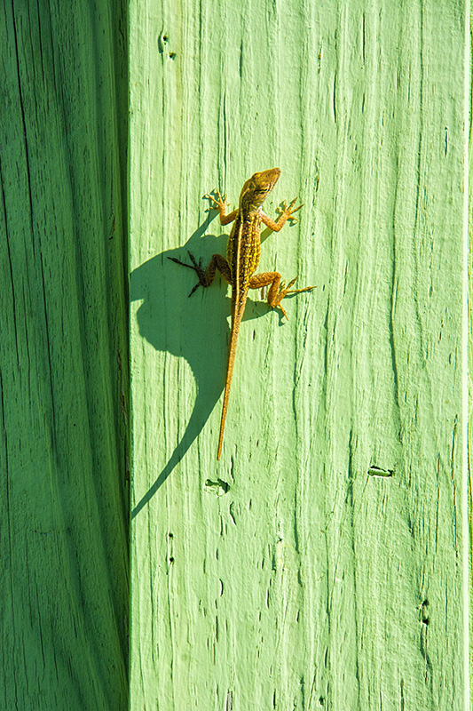 Cast a Big Shadow