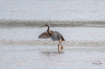 Walking on water